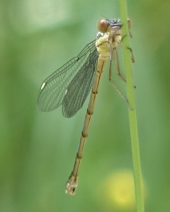 willow emerald damselfly